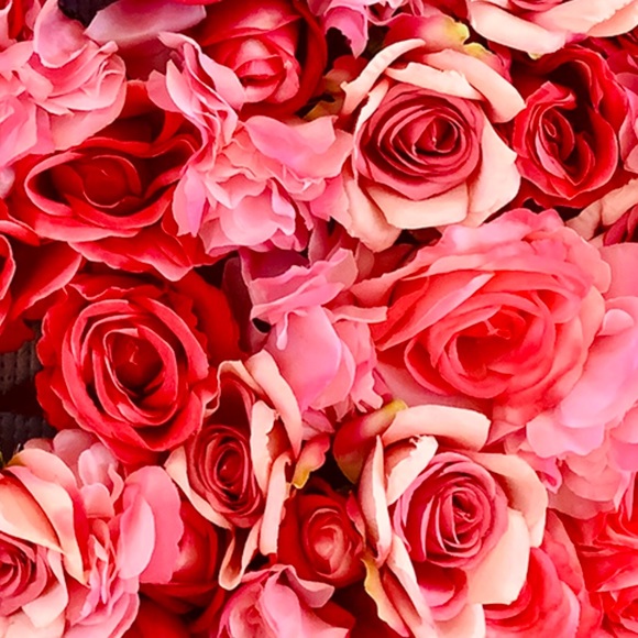 Meet your Posher, Jemma - Picture 1 of 1